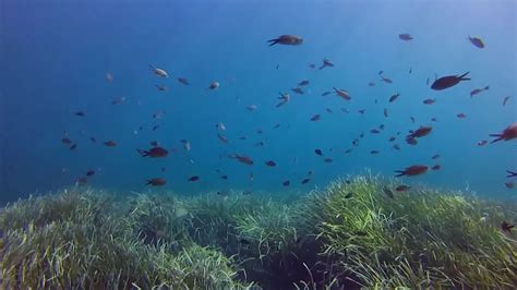Dark Oxygen: the phenomenon discovered at the bottom of the ocean - Noticias Ambientales