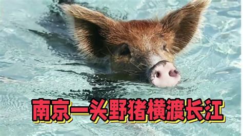 南京一头野猪横渡长江 游泳猪-动物视频-搜狐视频