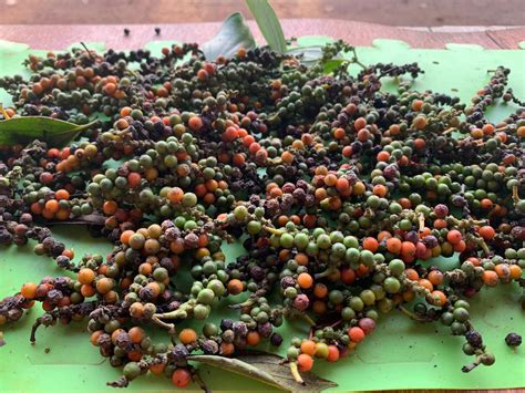 Changing the growth of Pepper for Verstegen - reNature