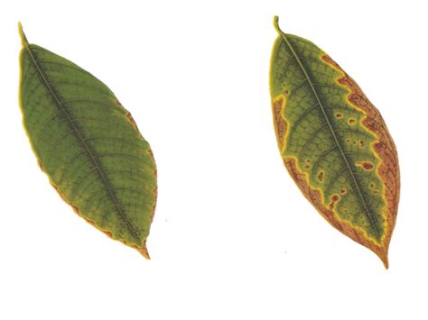 Horticulture :: Deficiencies and Disorders-Cocoa