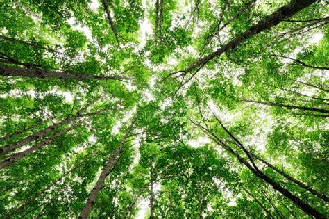 Carbon removal is the latest way to fight climate change — but will it take off in time to save the  Aesthetic
