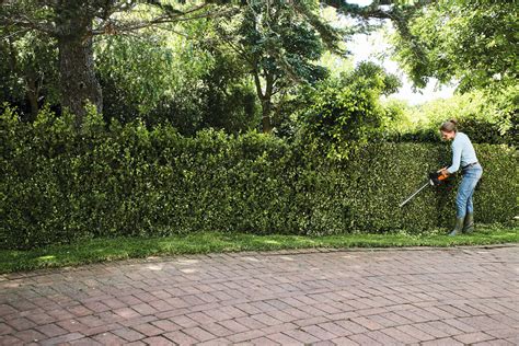 HSA 50 Cordless Hedge Trimmer - AK System | STIHL