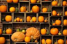 Pumpkin Images Fall Backgrounds For Computer by Free Desktop Pumpkin Wallpapers Pixelstalk Net Pumpkin Images Fall Backgrounds For Computer
