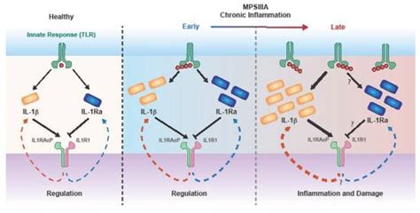 Innate Immunity in Mucopolysaccharide Diseases