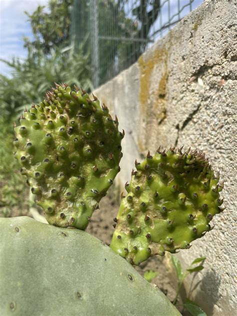 Opuntia ficus-indica : r/plantclinic