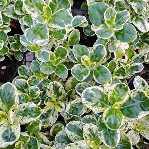 Coprosma repens Marble Chip - Mirror Bush - Hedges Online