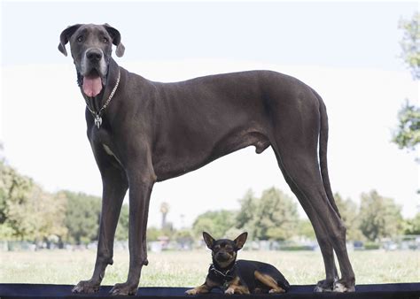 Worlds Tallest Dog Zeus Dies At Age Five Life With Dogs