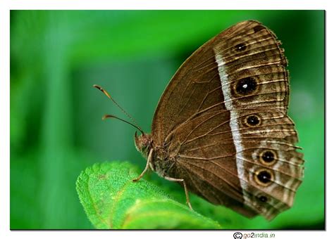 go2india.in : Longbrand Bushbrown butterfly side pose
