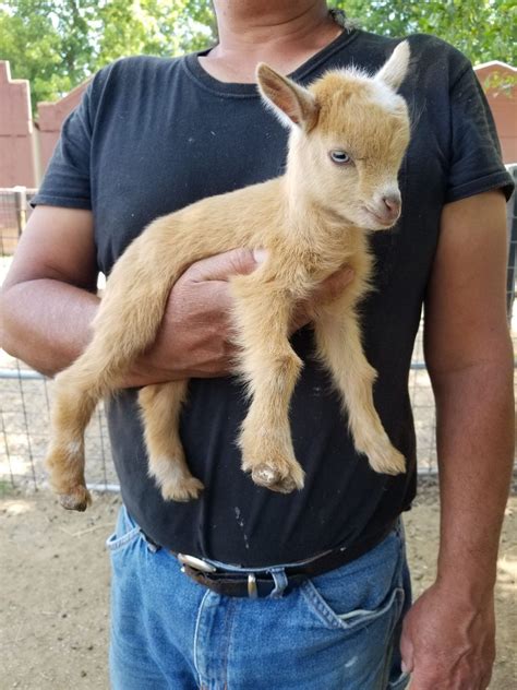 Miniature nigerian dwarf goats – Artofit