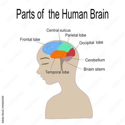 Image result for Brain Network Python