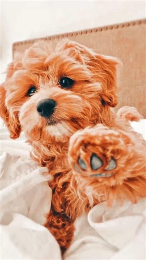 200 fascinating and different male wiener dog names – Artofit