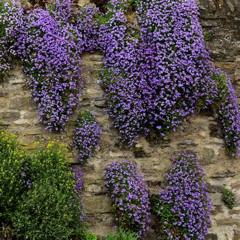 Purple Cascading Aubrieta Ground Cover Plant Seeds - Rock Cress ...