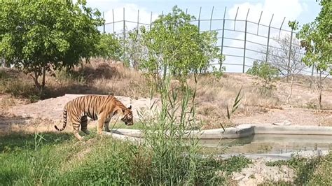 उत्तराखंड वन विभाग के पास वेटरनरी डॉक्टर्स तक नहीं, कौन करेगा इन ...