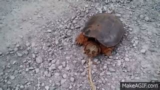 Image result for Snapping Turtle Attack