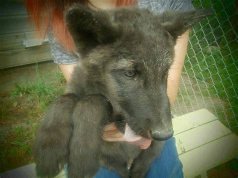 WOLF PEOPLE (Cocolalla) - 2022 What to Know Before You Go