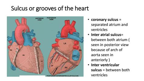 Anatomy of heart | PPTX