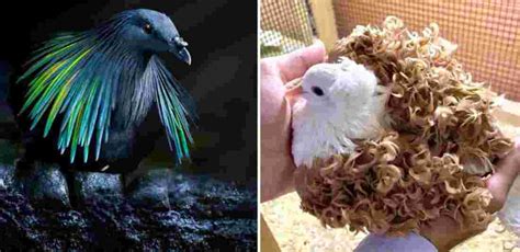 These Are Some Of The World’s Most Beautiful Types Of Pigeons