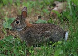 Image result for The Eastern Cottontail Baby