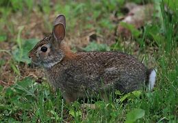 Image result for North American Eastern Cottontail Rabbit Baby