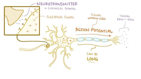 Image result for Neuron Animation