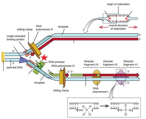 DNA Replication Figure 的图像结果