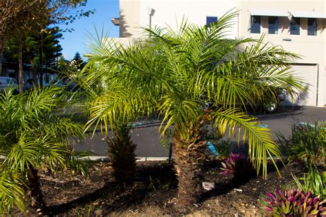 20 Palm Plants That Grow Outdoors