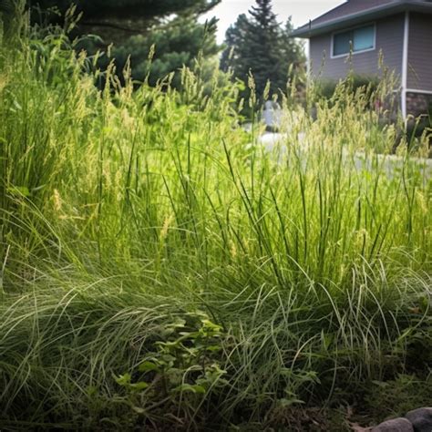 5 Simple Ways to Get Rid of Quackgrass - Rhythm of the Home