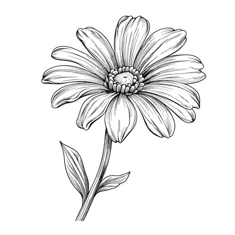 Premium Vector | Hand drawn sketch daisy flower illustration