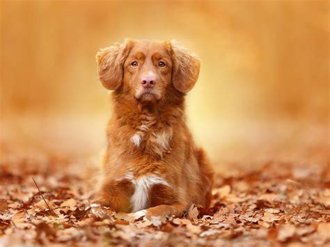 Image result for Dog Using Computer Meme
