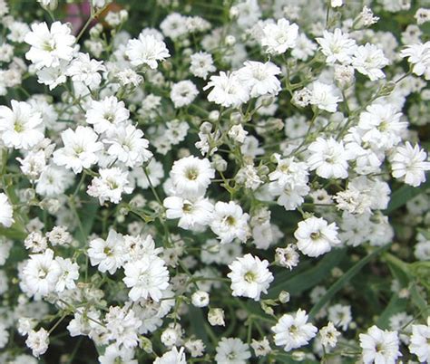 Baby's Breath Gypsophila Elegans Seeds