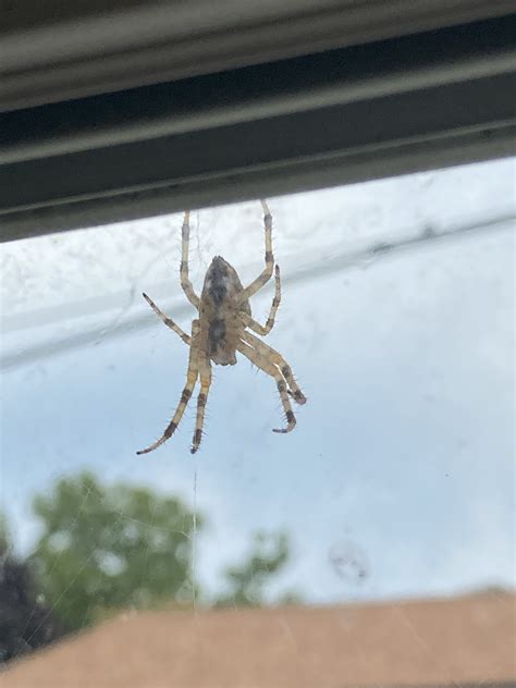 Unidentified spider in Acushnet, MA, Massachusetts United States