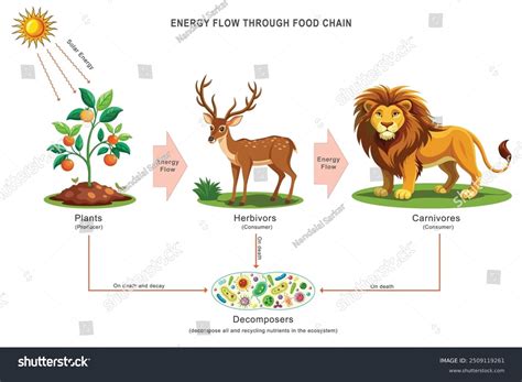Simple Food Chain Diagram For Kids