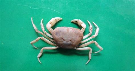 AMU scientist discovers a rare new cave-dwelling crab species in Meghalaya