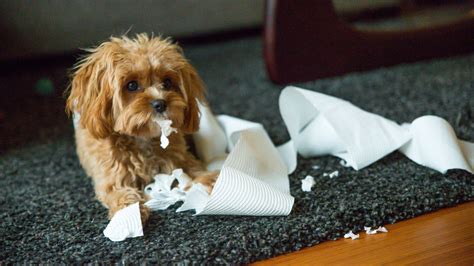 Dog with pica disorder - sheryfloor