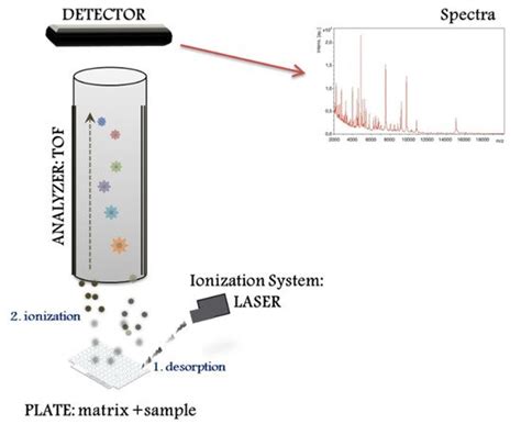 MALDI–TOF Mass Spectrometry in Microbiology | Encyclopedia MDPI