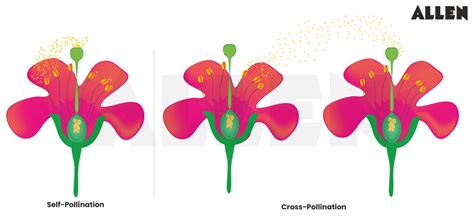 CBSE Notes for Class 7 Science Chapter 8 – Reproduction in Plants