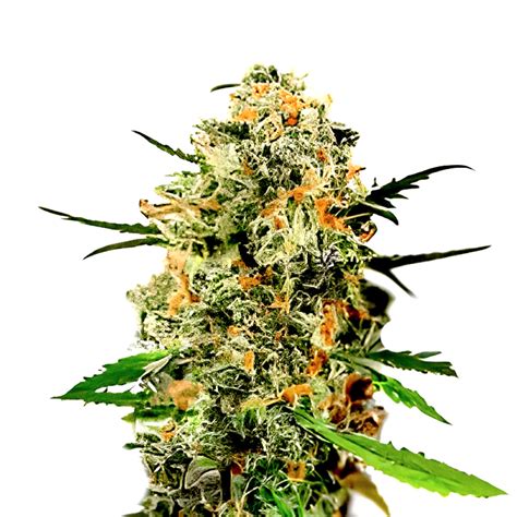 Mango Kush - Fatbush Seeds