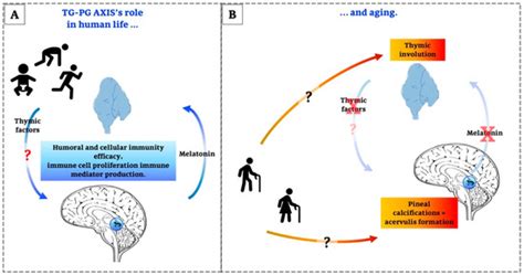 Thymus-Pineal Gland Axis: Revisiting Its Role in Human Life and Ageing