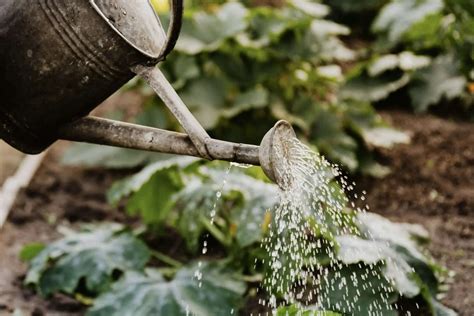 Lactic Acid Bacteria (LAB): The Garden’s Invisible Ally