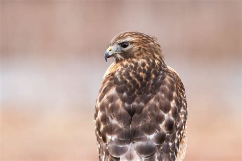 Red-shouldered Hawk » HF&G