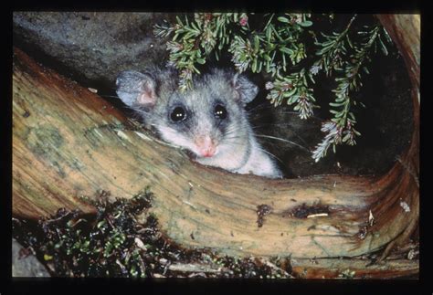 Mountain Pygmy-possum