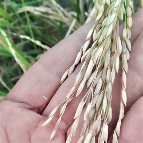 Dudheshwar Paddy Seed-For Cultivation – Vintage Farmers