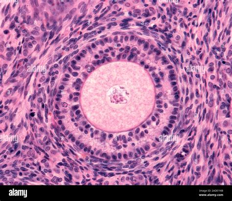 Light micrograph of a secondary follicle showing oocyte, zona pellucida and three layers of ...
