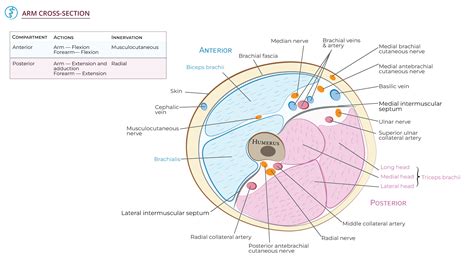 Advanced Anatomy & Physiology: Cross Section of the Arm | ditki medical ...