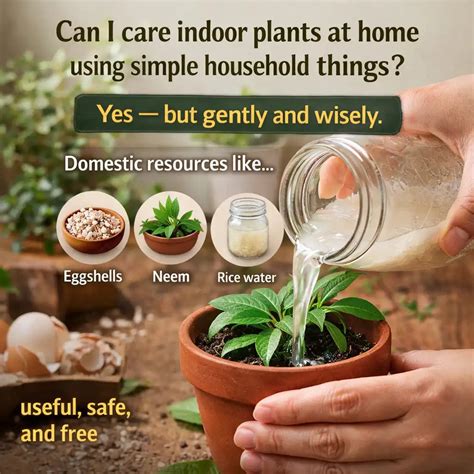 Simple Tips & Guide to Care Indoor Plants at Home in 2026 – Plant Orbit