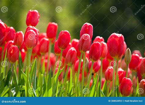 Red tulips in Spring stock image. Image of easter, floral - 30853493