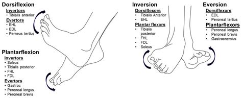 Extension And Flexion Of Foot at Jonathan Hoffman blog