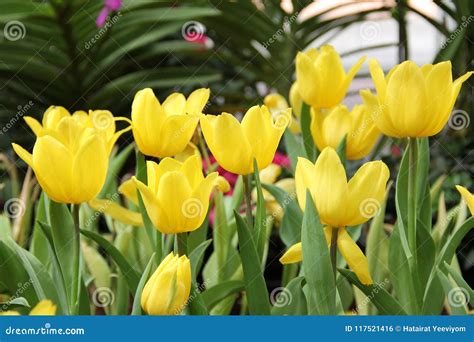 Group of Beautiful Bouquet Yellow Tulip Stock Photo - Image of bouquet ...