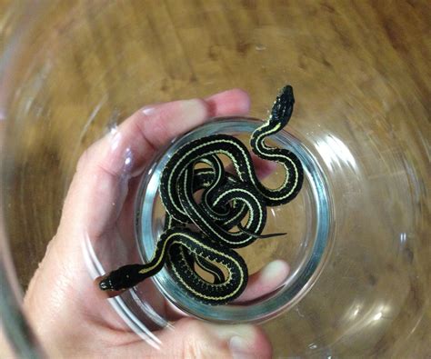 Best 11 Garter Snake Care (The Ultimate Guide For Pet Owners) – Artofit