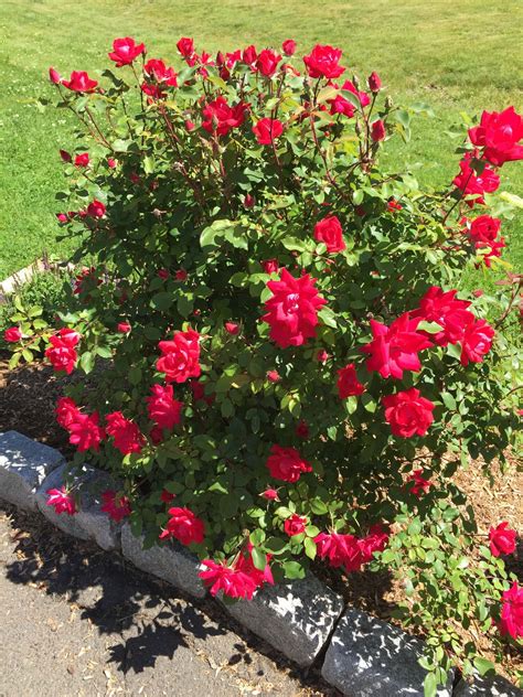 The Secret to Caring For Knockout Roses